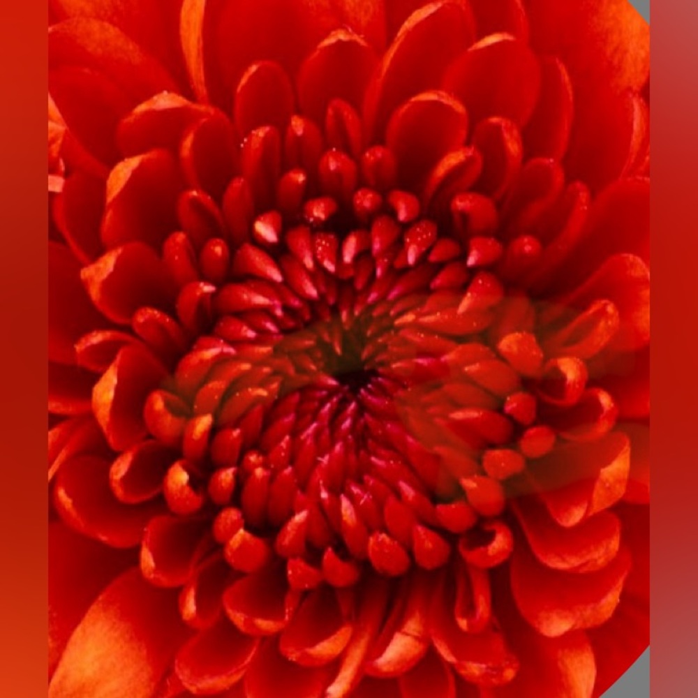 Meet your Posher, Kristin